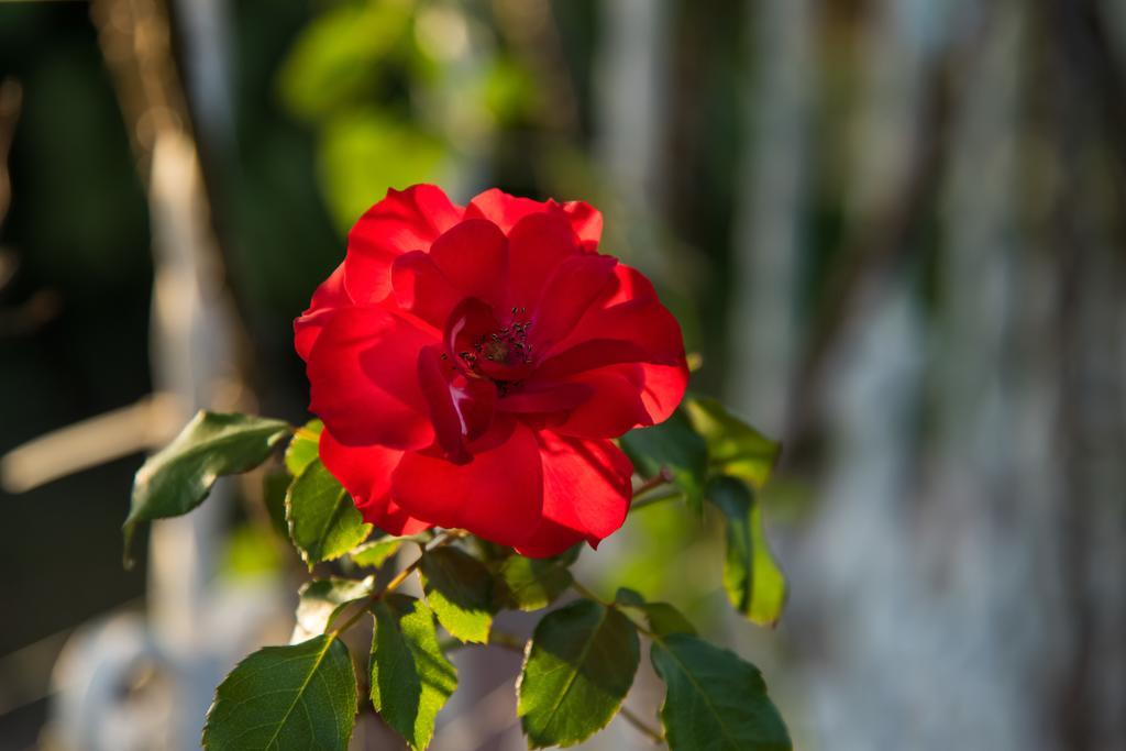 Hotel Bougainvillea San José Santo Domingo De Heredia Kültér fotó